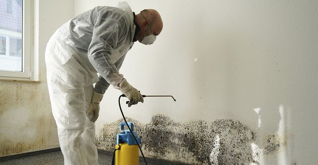 professional mold testing services